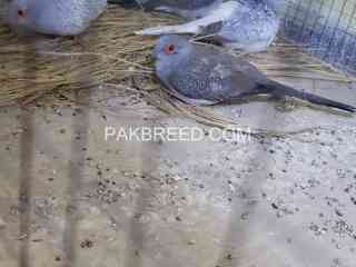 dove-breeder-pair