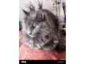 pregnant-female-cat-grey-color-urgent-sale-full-trained-small-0