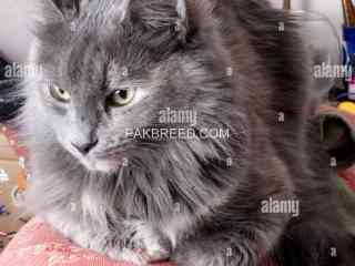 pregnant-female-cat-grey-color-urgent-sale-full-trained