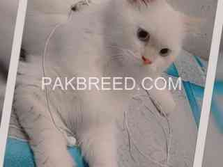 persian-cat-female-triple-coat