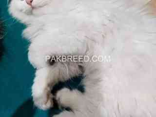 persian-male-for-sale