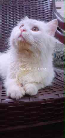 persian-male-for-sale-big-2