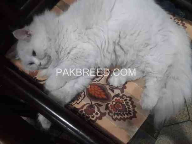 persian-male-for-sale-big-4