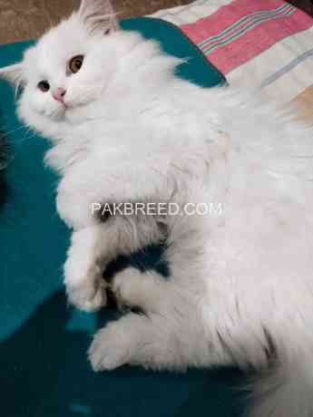 persian-male-for-sale-big-0