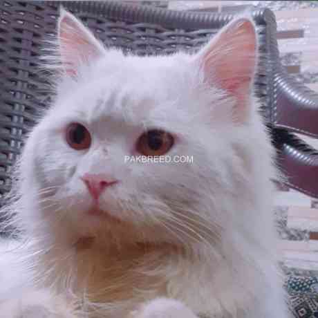 persian-male-for-sale-big-1