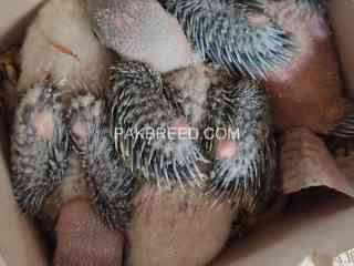 raw-desi-parrots-available