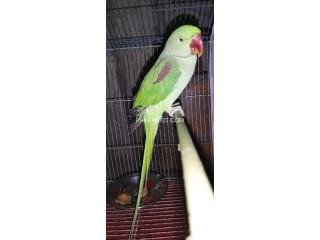 Raw Parrot male