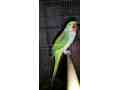 raw-parrot-male-small-1