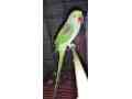 raw-parrot-male-small-0