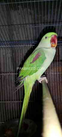 raw-parrot-male-big-1