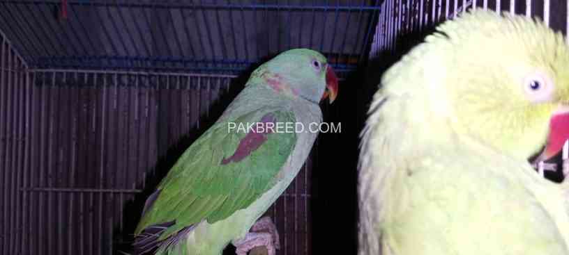 raw-parrot-male-big-2