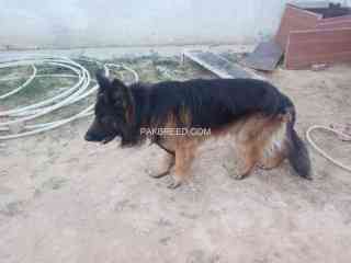 german-shepherd-black-mask-long-coat-male