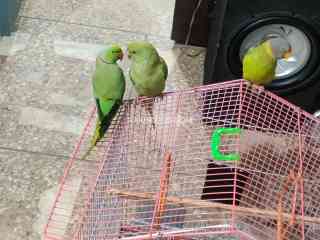 parrot-ring-neck-pair-and-plum-head