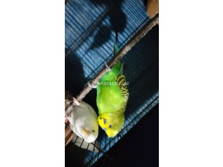 Tufted/Red Eye Budgrie Breeder Pair for Sale