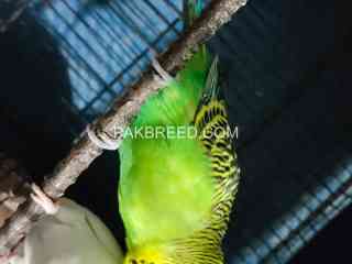 tuftedred-eye-budgrie-breeder-pair-for-sale