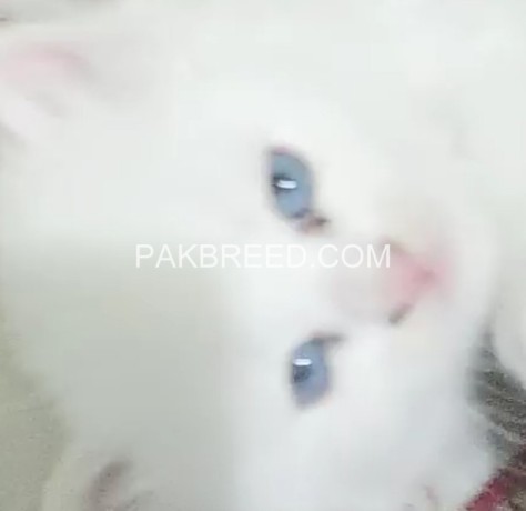 persian-kitten-big-3