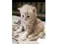 persian-kitten-small-0