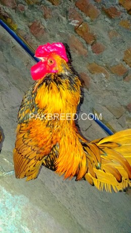 golden-sebright-chicken-pair-big-1
