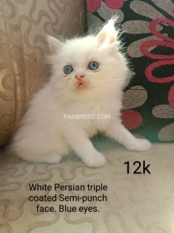 persian-kittens-big-4