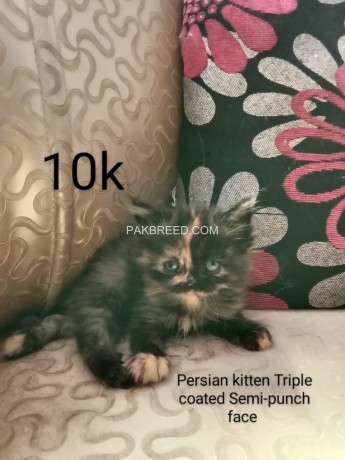 persian-kittens-big-2