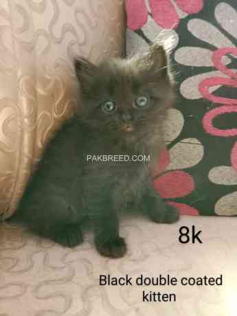 persian-kittens-big-3