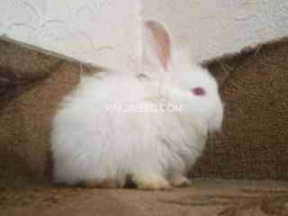 pure-breed-of-english-angora-available-or-sale