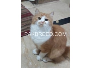 1 yr female Persian cat