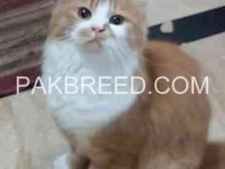 1-yr-female-persian-cat