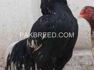 beautiful-black-lasani-fighter-aseel-for-sale