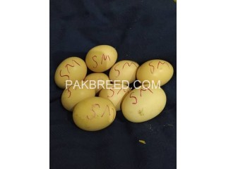 Shamoo aseel eggs