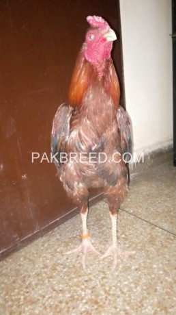 aseel-breeder-lakha-big-1