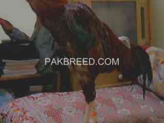 aseel-breeder-lakha