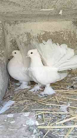 american-fantail-pigeon-exhibition-quality-big-2