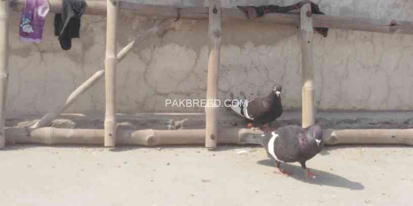 gandedar-pigeon-big-3