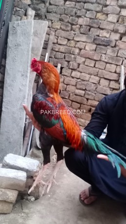 lakha-aseel-for-sale-pure-breeder-big-0