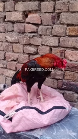 lakha-aseel-for-sale-pure-breeder-big-3