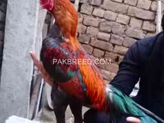 lakha-aseel-for-sale-pure-breeder