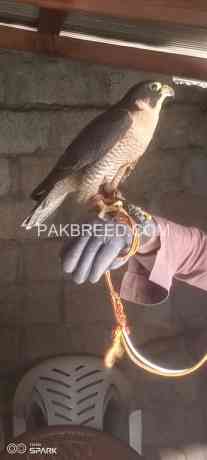 shaheen-falcon-big-0