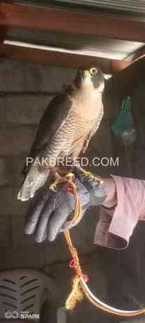 shaheen-falcon-big-1