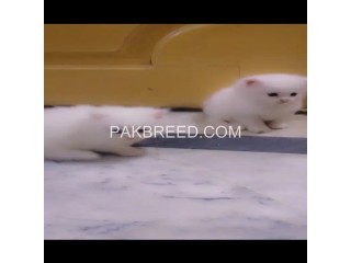 Triple coated Persian kittens are for sale in Rawalpindi/ Islamabad.