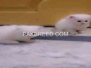 triple-coated-persian-kittens-are-for-sale-in-rawalpindi-islamabad