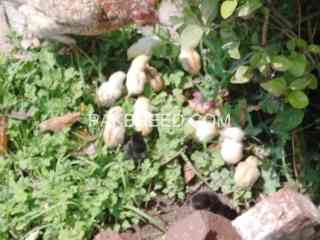 aseel-chicks-1-day-to-2-weeks-old-in-different-colors