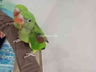 raw-parrot-pair