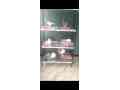 pigeon-for-sell-with-pinjra-small-1