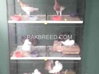 pigeon-for-sell-with-pinjra