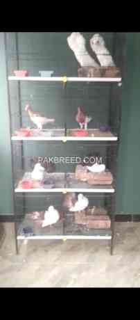 pigeon-for-sell-with-pinjra-big-0