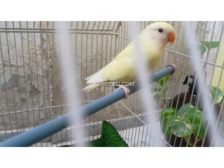 Love Bird Creamino (Non ring bird)