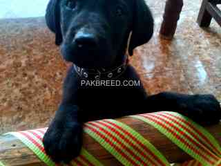 labrador-american-male-puppy-available-for-new-home