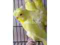 horogomo-parrots-small-1