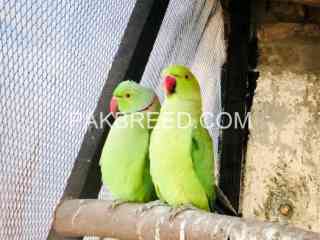 ringneck-parrot-breeding-pair